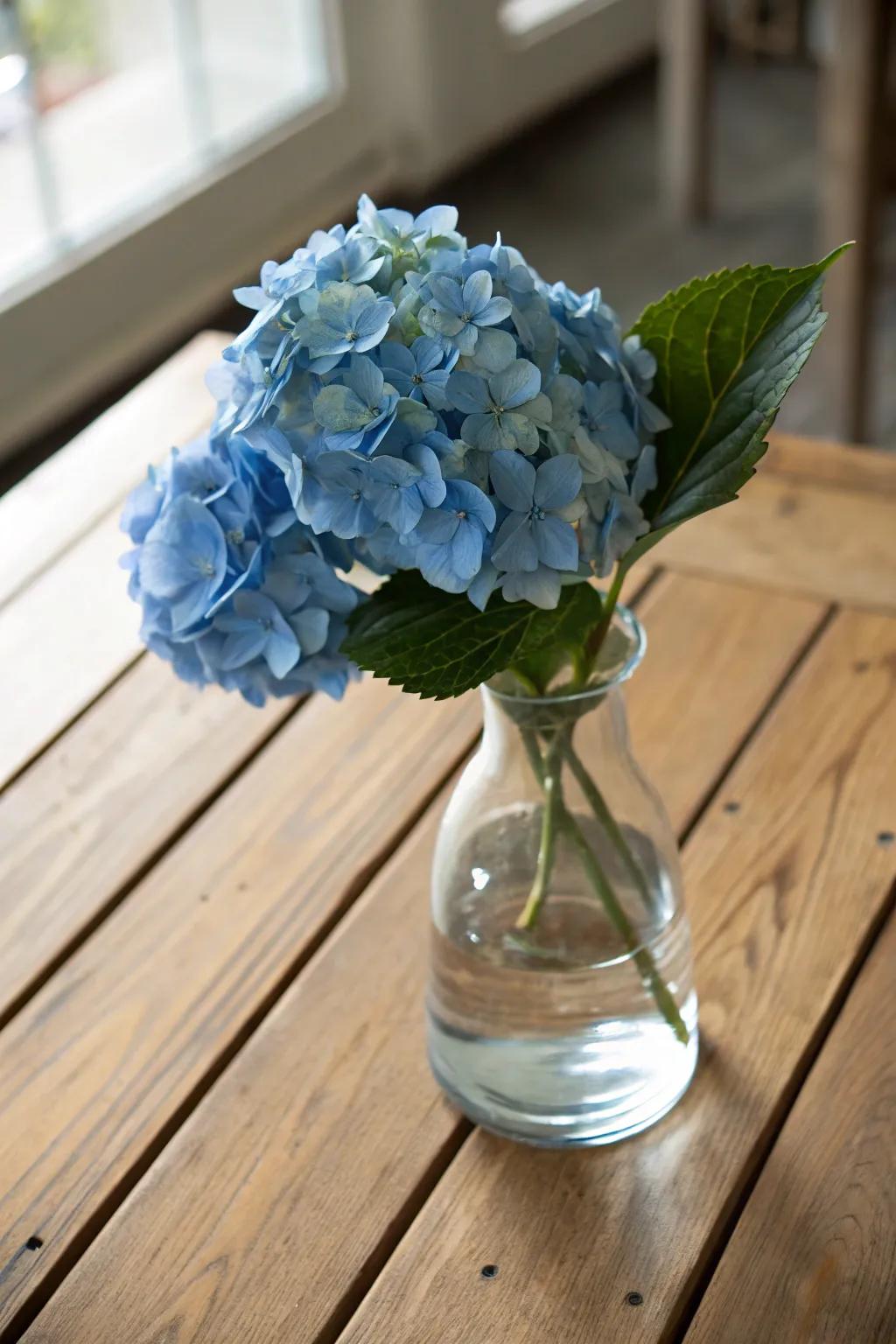 An individual azure hydrangea nestled in a glass vase offers a straightforward yet sophisticated display.