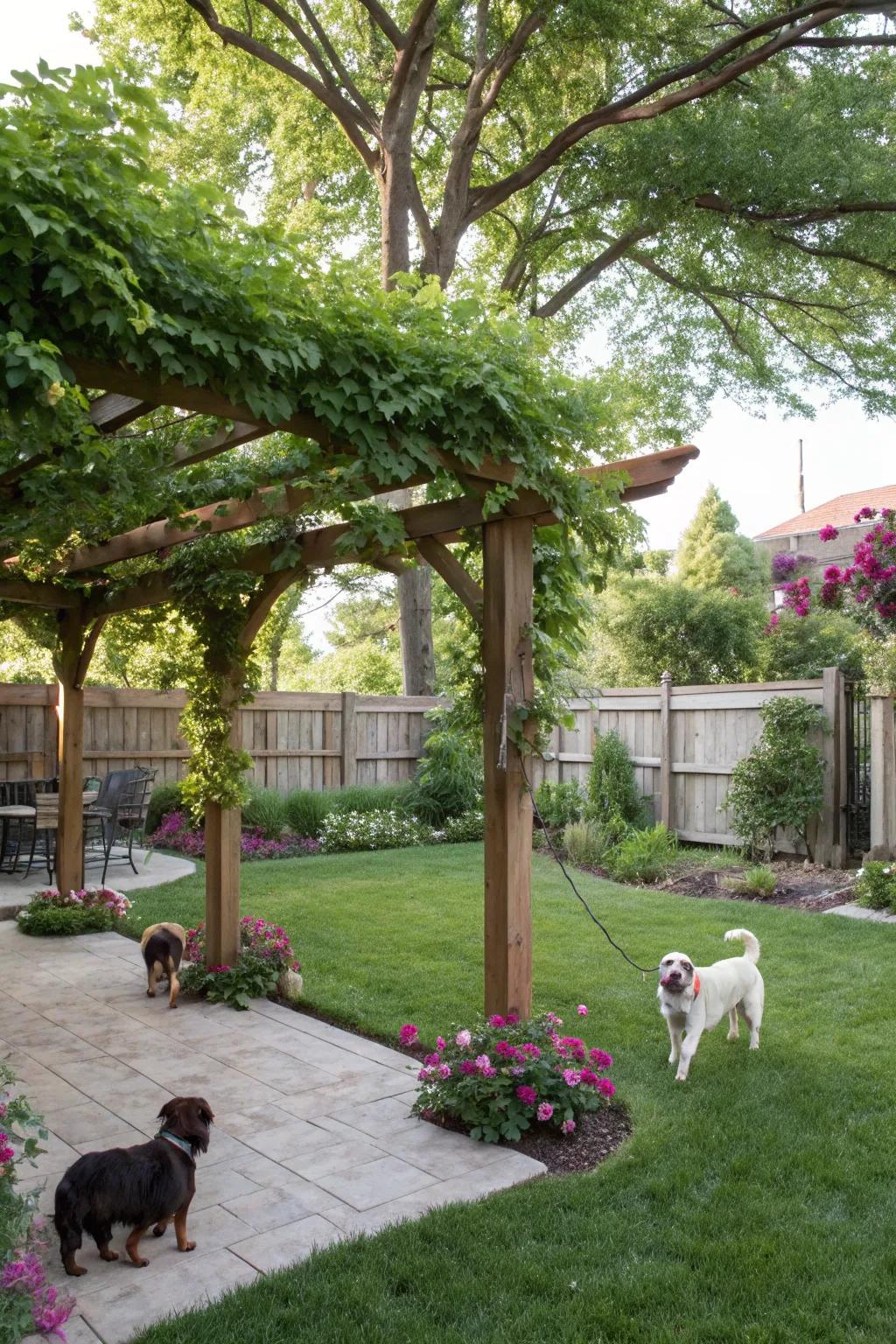 A shaded haven for pets and their owners, featuring a pergola and natural greenery.