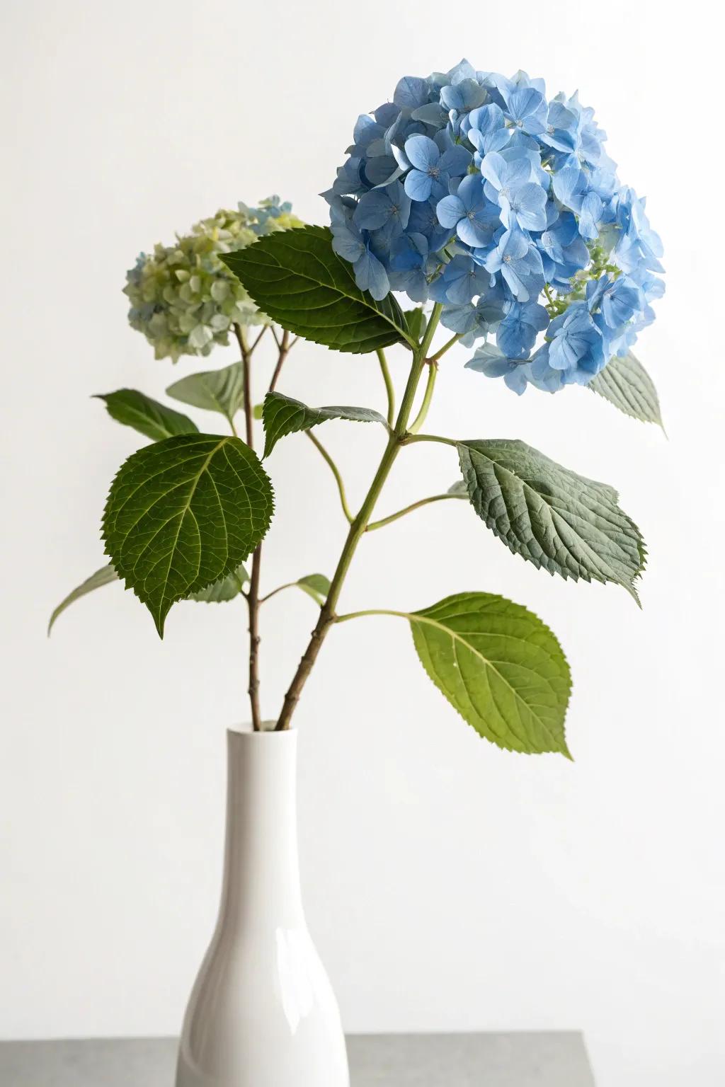 A minimalist design showcasing an individual azure hydrangea stem.