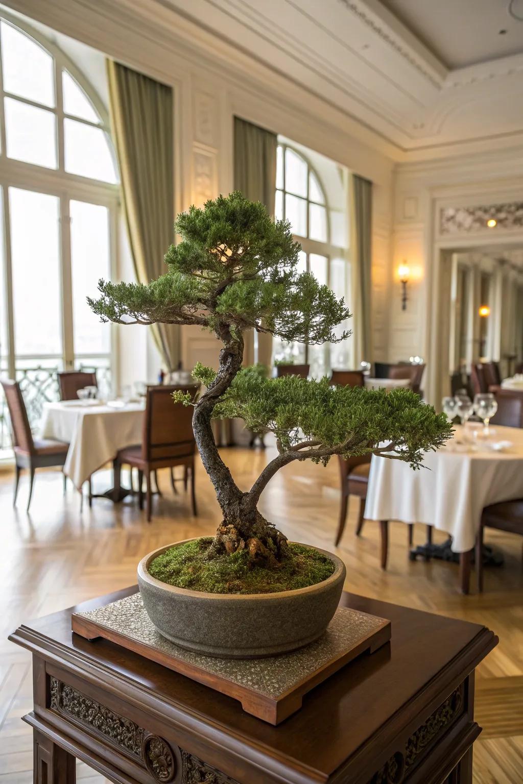 A fan juniper bonsai contributing sophistication to an elegant dining quarter.