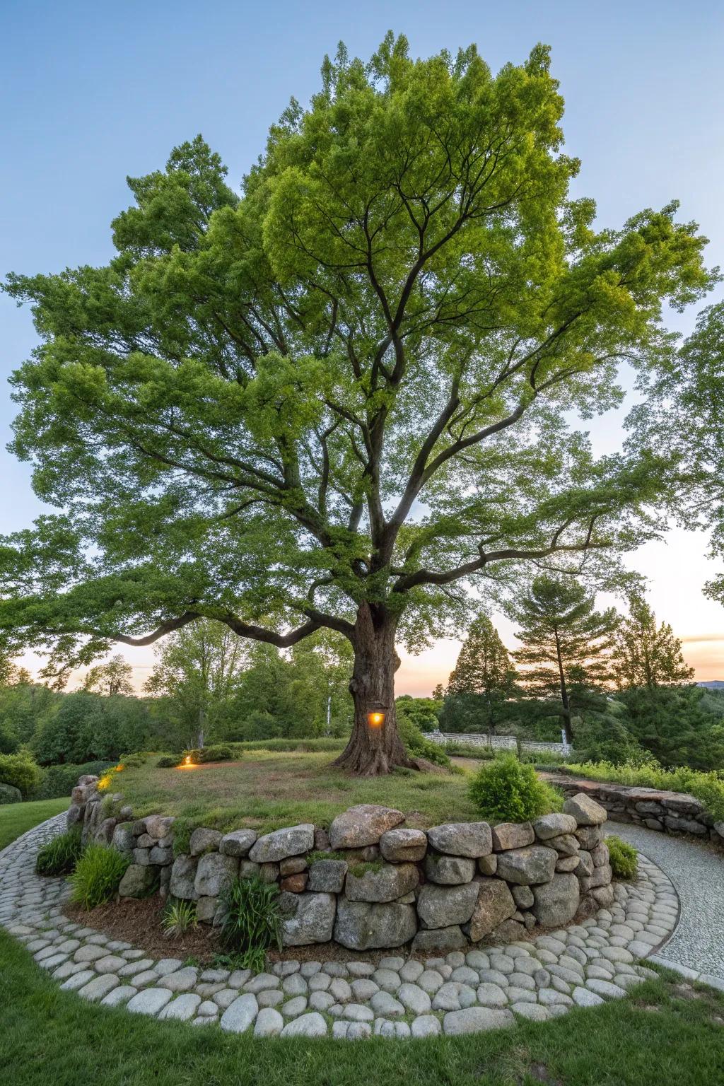 Rock walls can spotlight special trees, enhancing garden focal points.