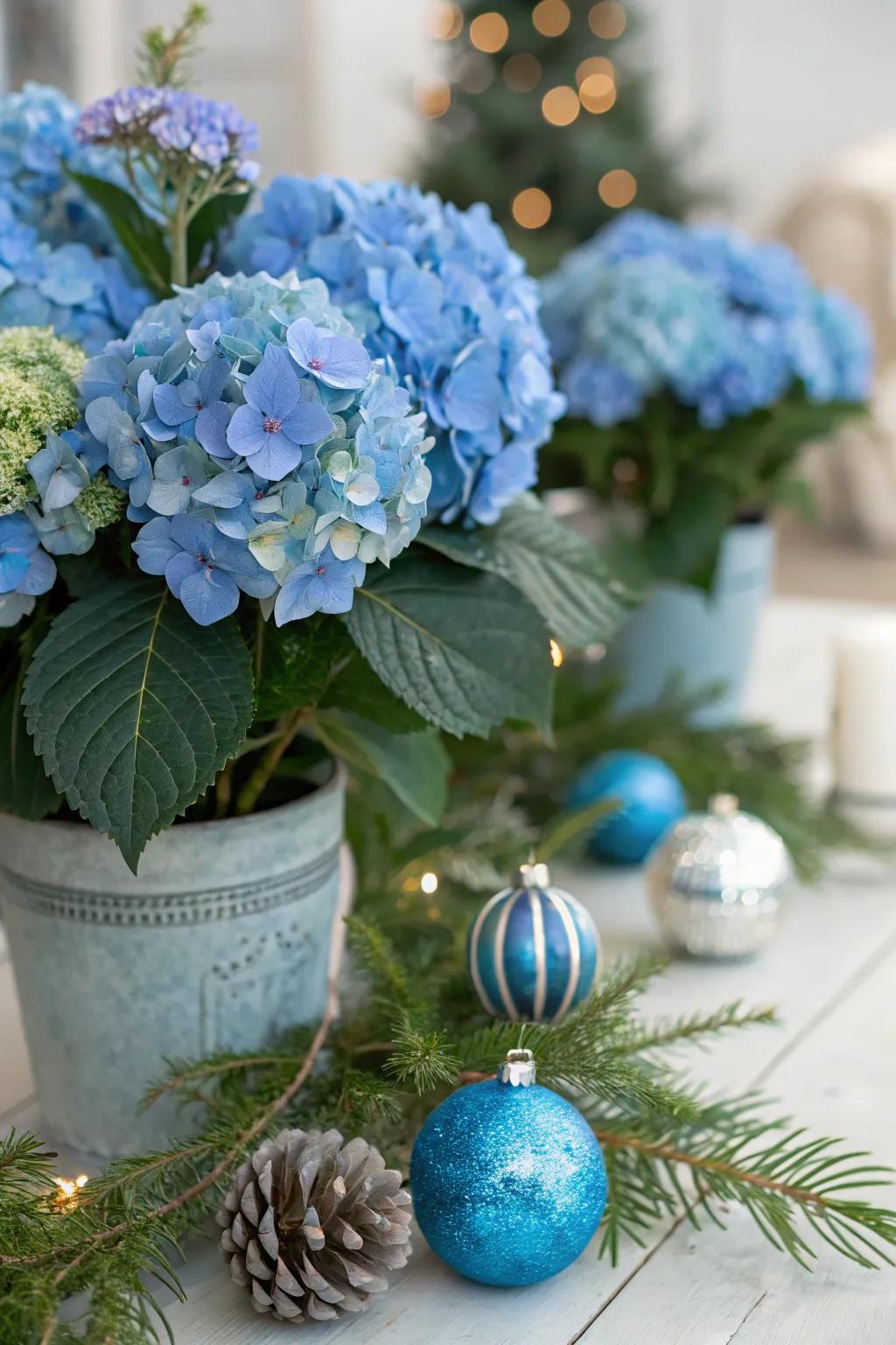 Festive highlights infuse celebratory flair to azure hydrangeas.