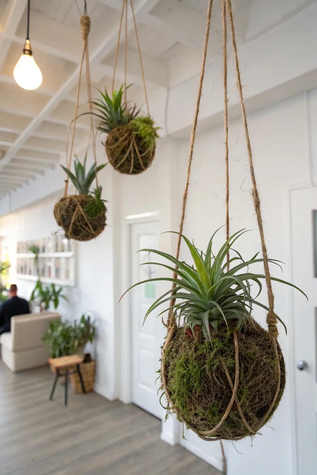 Refined kokedama air plants suspended in a serene environment.