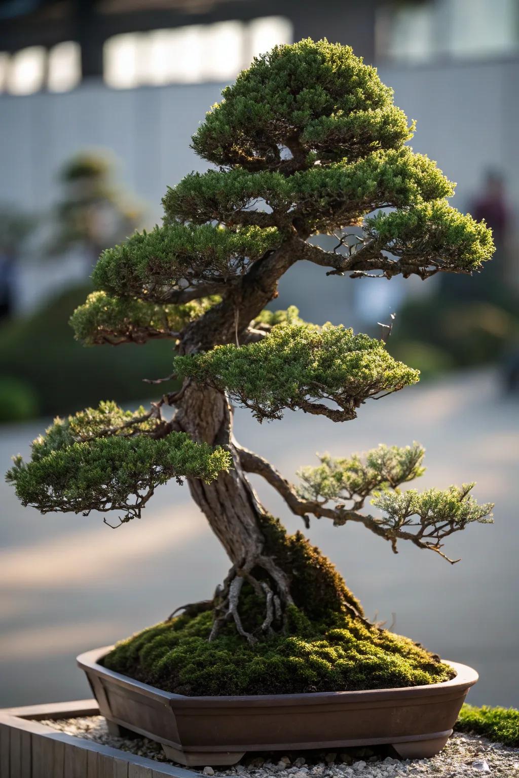 A multiple peak juniper bonsai displaying a mountainous silhouette.
