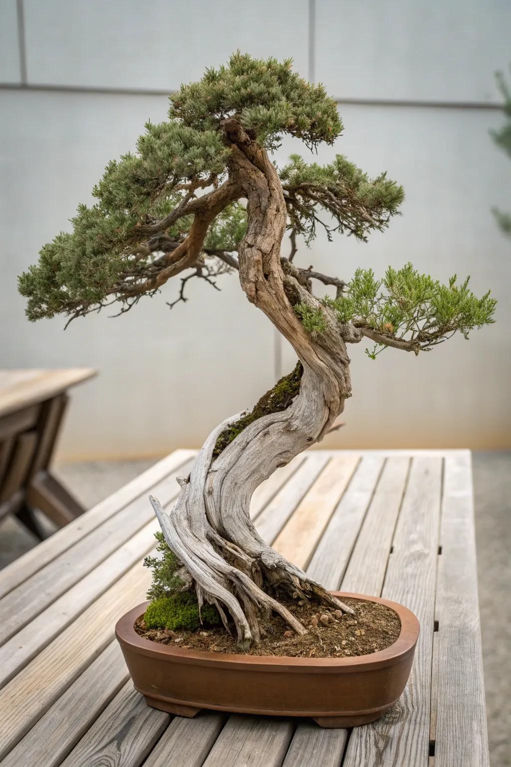 A coastal style juniper bonsai blending seamlessly with natural wood.