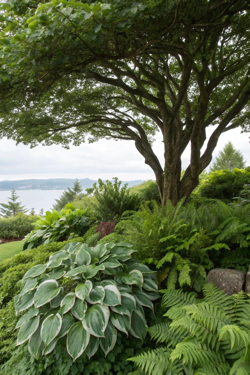 Shade-supportive plants like hostas compose a verdant scene below this tree.