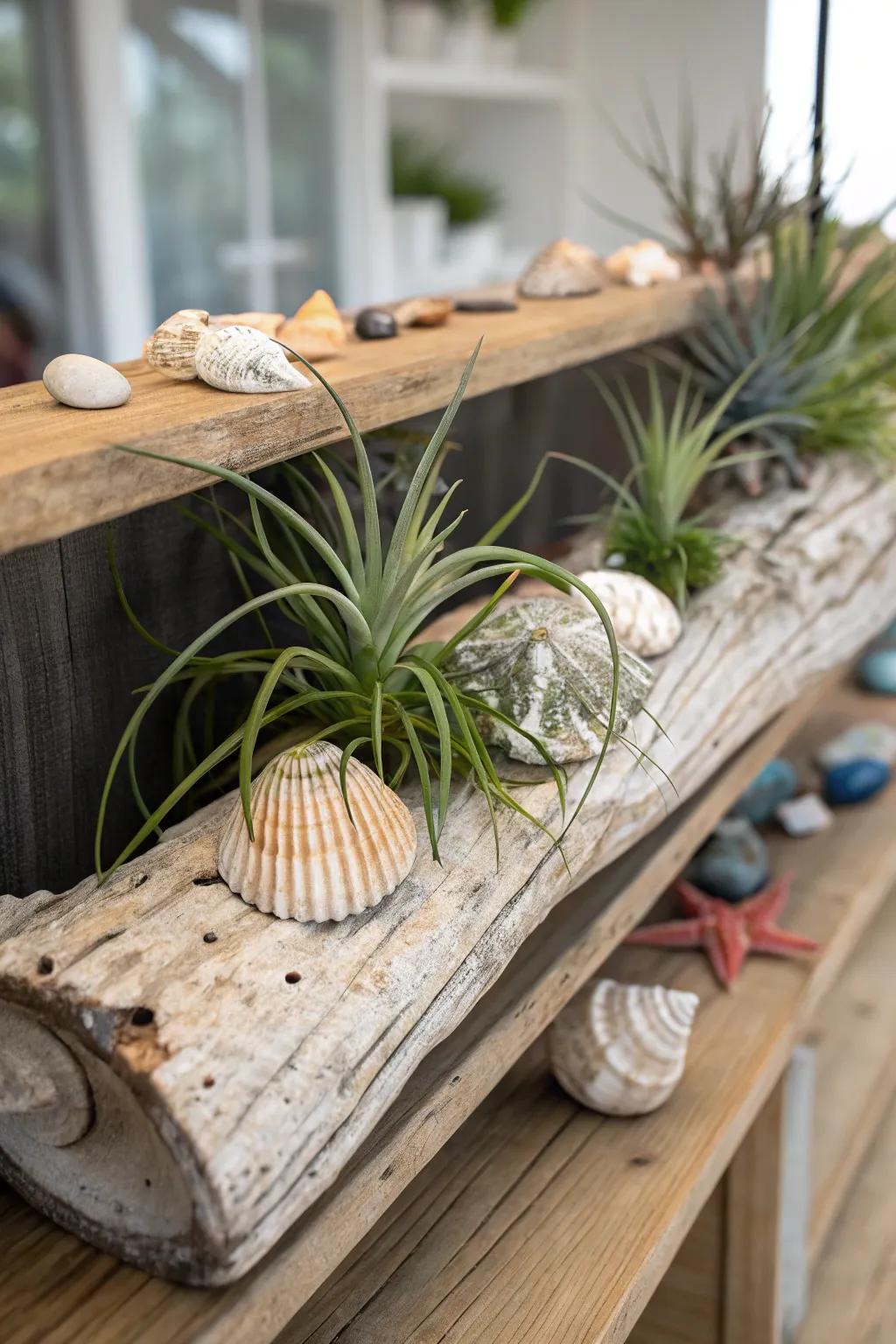 Air plants artfully arranged on driftwood evoke a captivating coastal aesthetic.