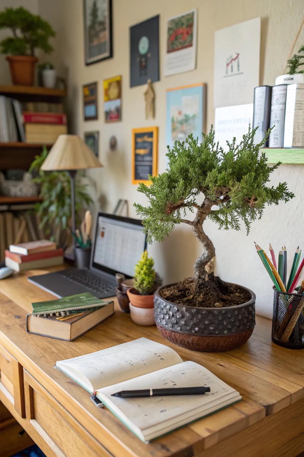 A relaxed upright juniper bonsai infusing warmth into a welcoming home study.