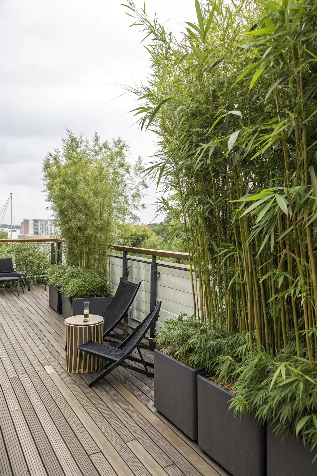 Tall bamboo plants in planters offer natural privacy on a deck.