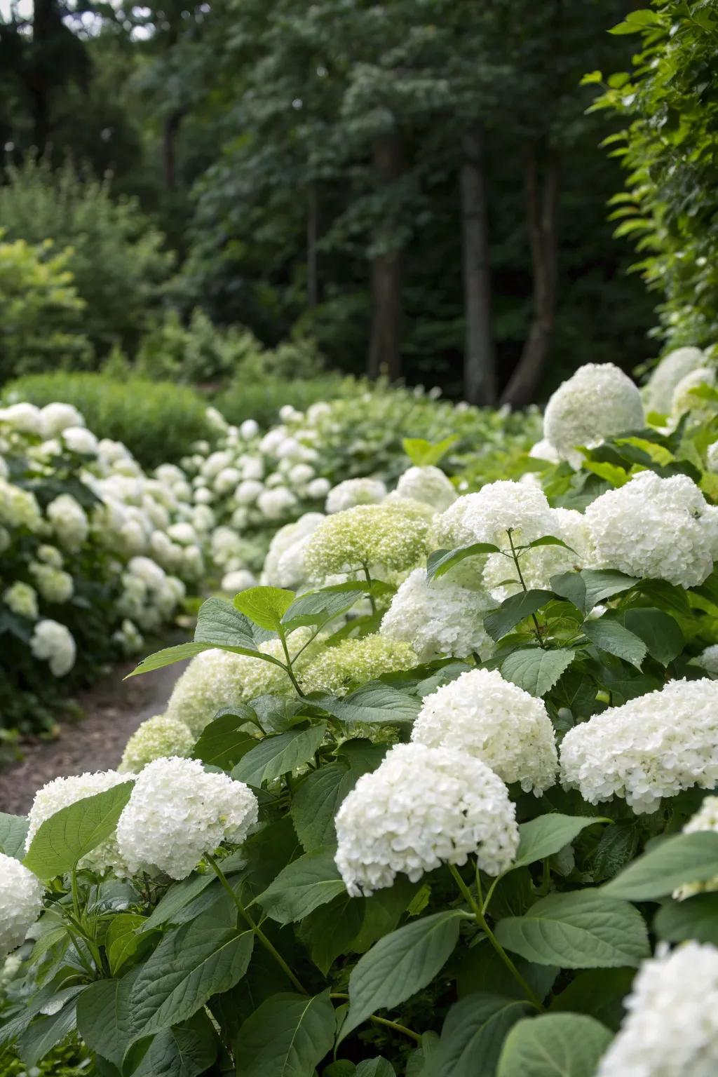 White hydrangeas bestow a lavish sense of volume to any garden environment.