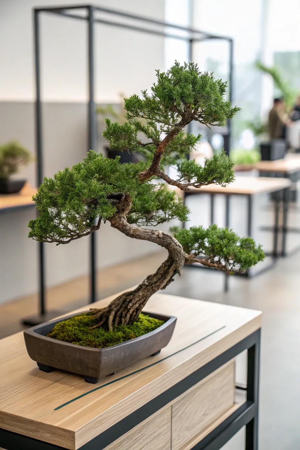 A leaning juniper bonsai contributing a dramatic flourish to a sleek wooden shelf.
