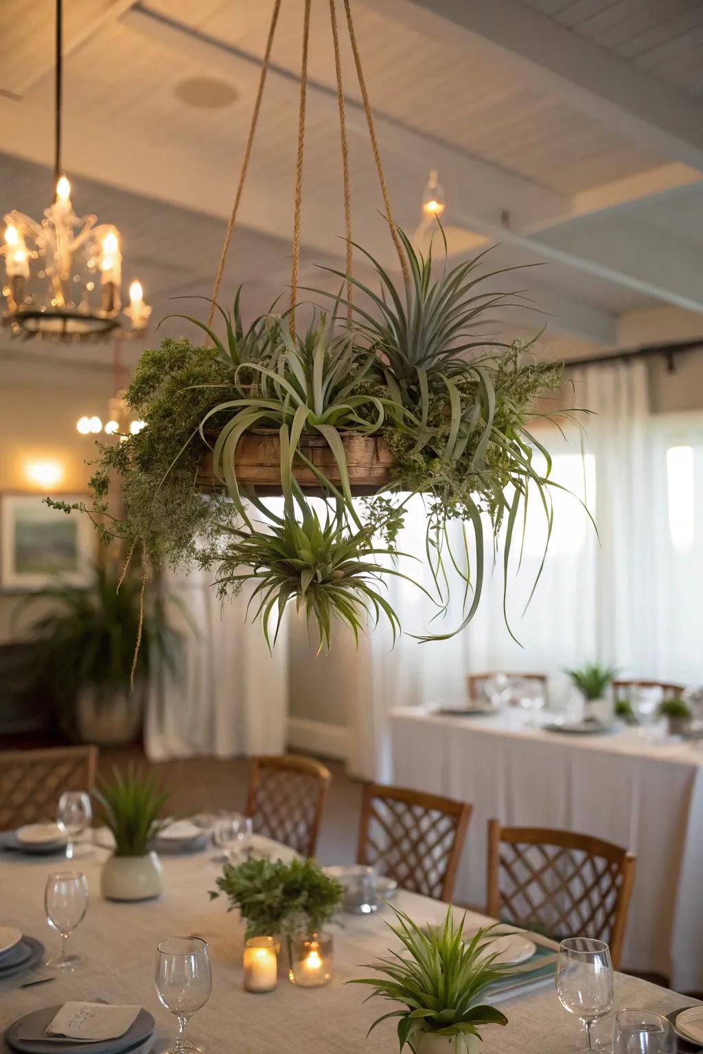 An enchanting air plant chandelier suspended gracefully above a dining table.