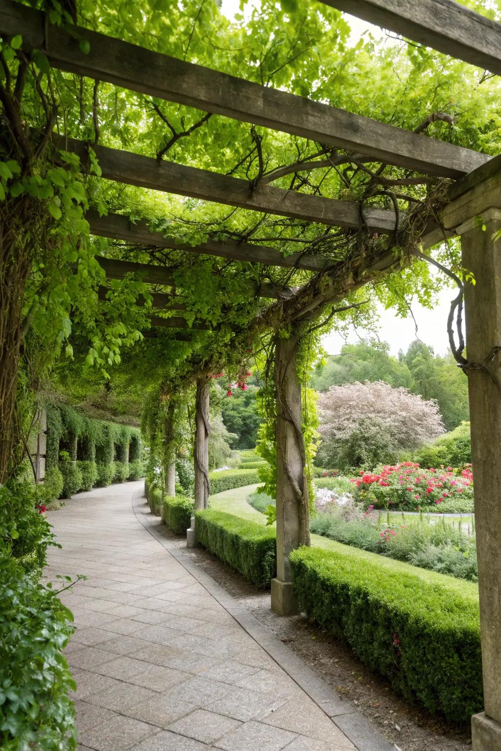 Green vines transform this pergola into a natural, enchanting canopy.