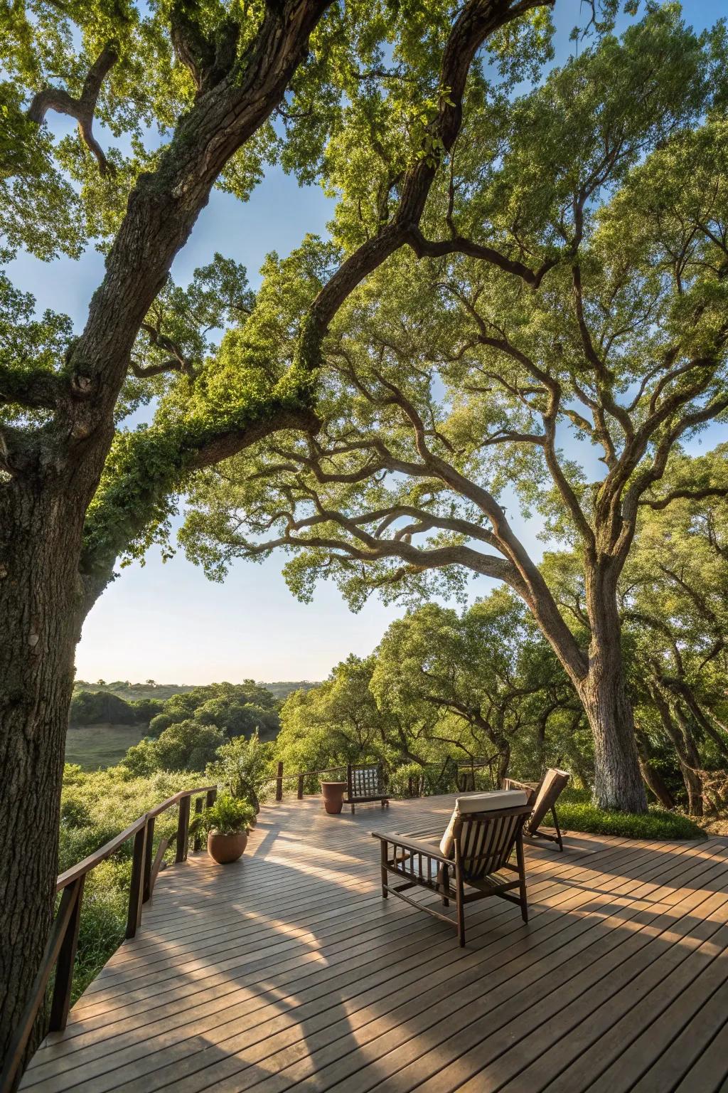 Shade trees bring natural beauty and comfort to your deck.