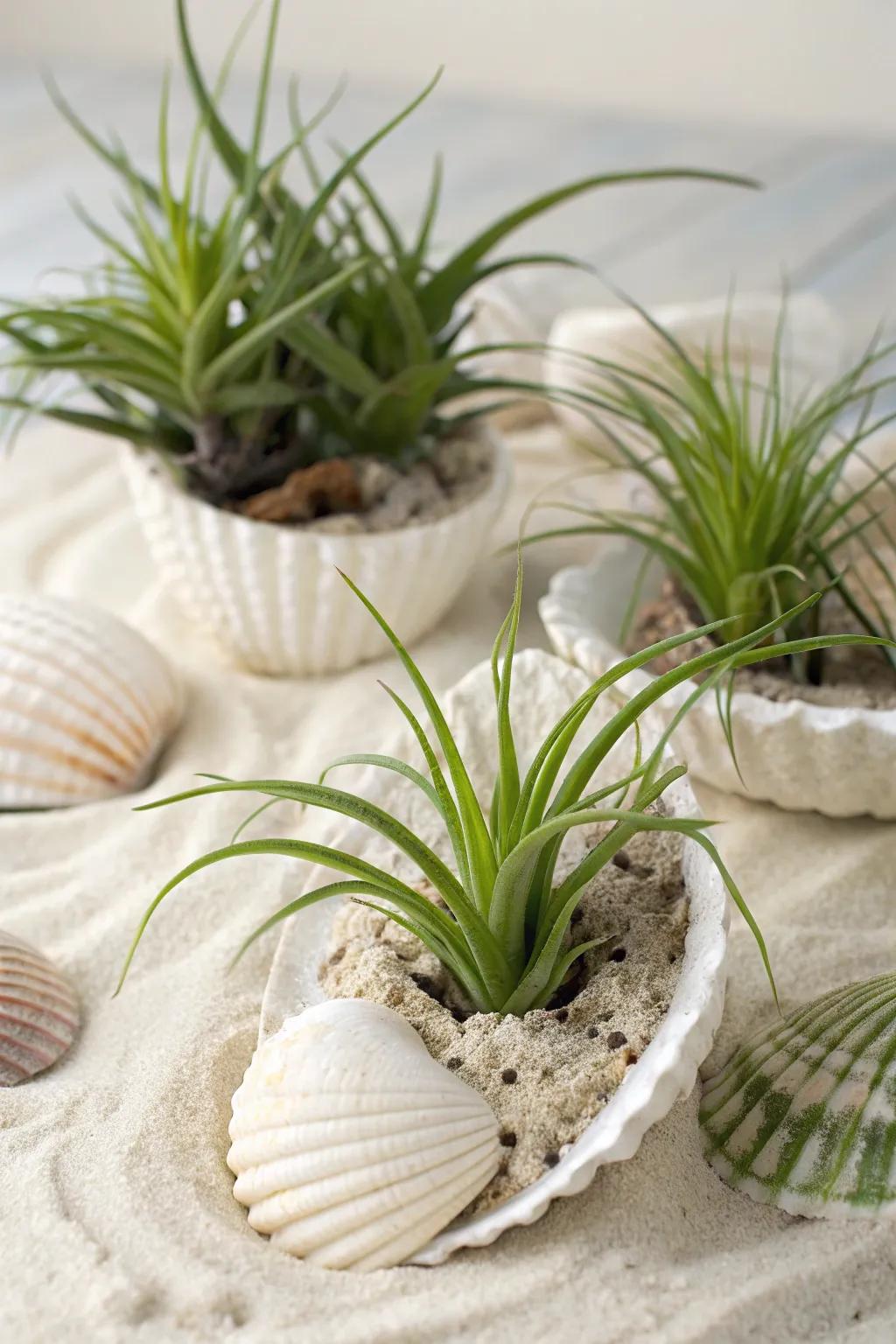 Seashells combined with air plants, evoking a coastal atmosphere.