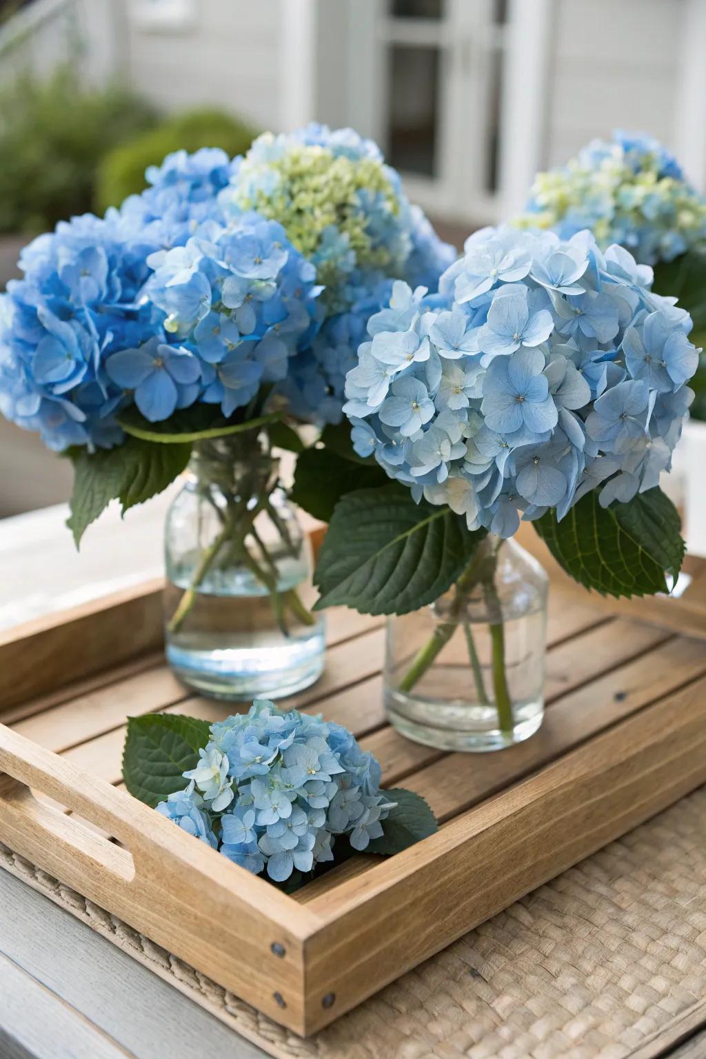A wooden tray offers a countryside foundation when spotlighting azure hydrangeas.