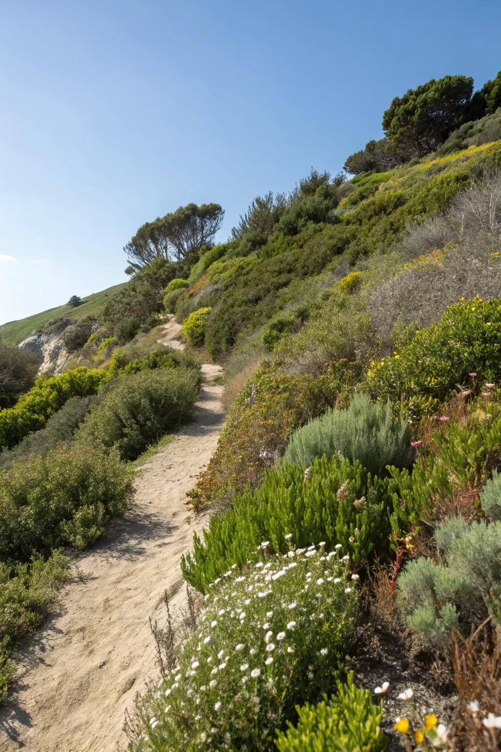 Native plants flourish on this thoughtfully designed slope.