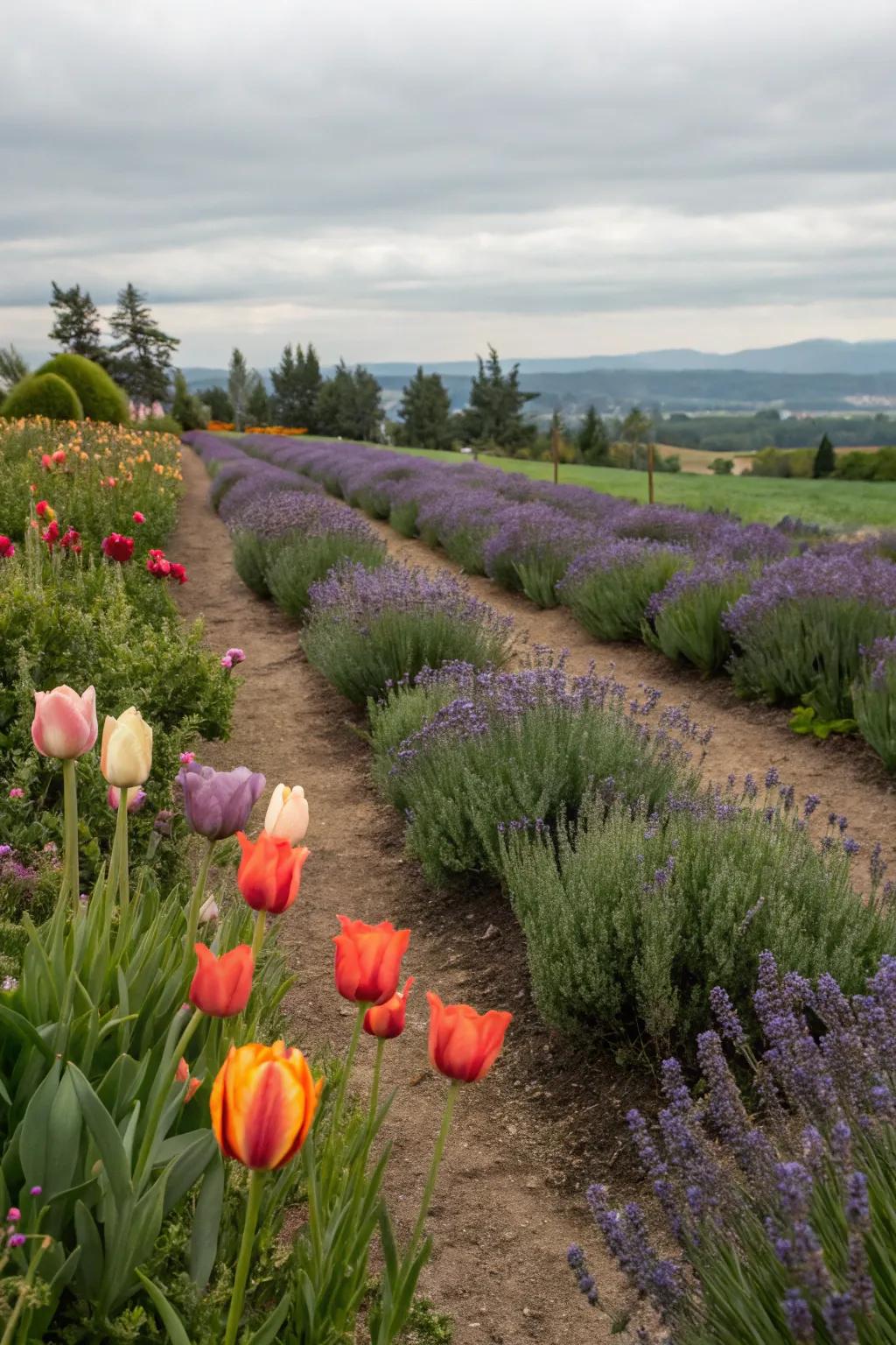 Scent and sight: Tulips paired with herbs.